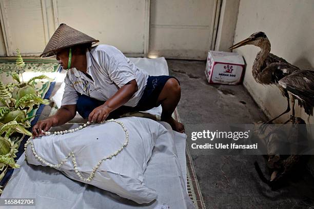 Woman prepares a buffalo head by covering it in cloth as an offering during the Cembengan ritual 'Manten Tebu' on April 6, 2013 in Yogyakarta,...