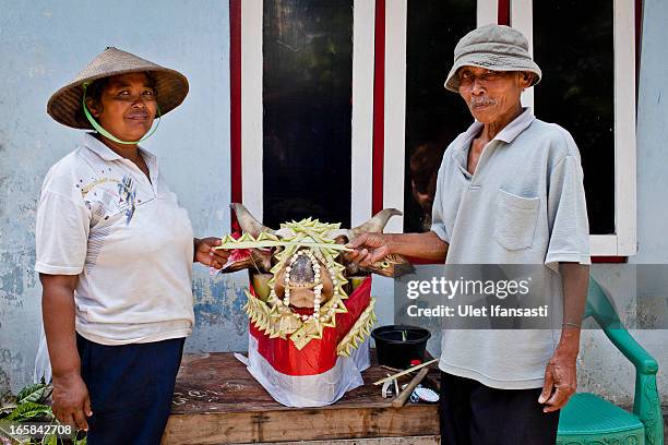 Warjito, and his wife, Sri Lestari, pose with a cow head prepared as an offering before the Cembengan ritual 'Manten Tebu' on April 6, 2013 in...