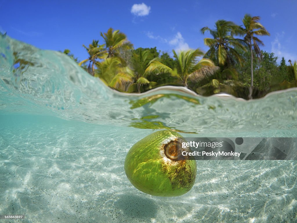 Flottant dans les eaux Tropical de noix de coco et de palmier sur la plage
