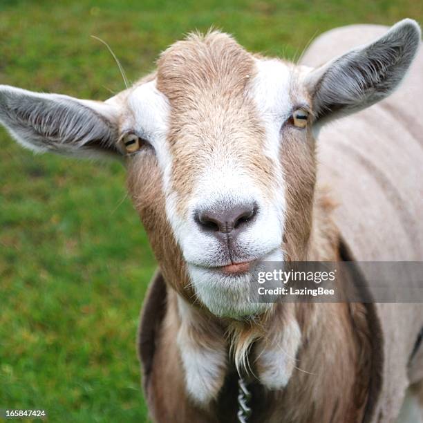 goat - geit stockfoto's en -beelden
