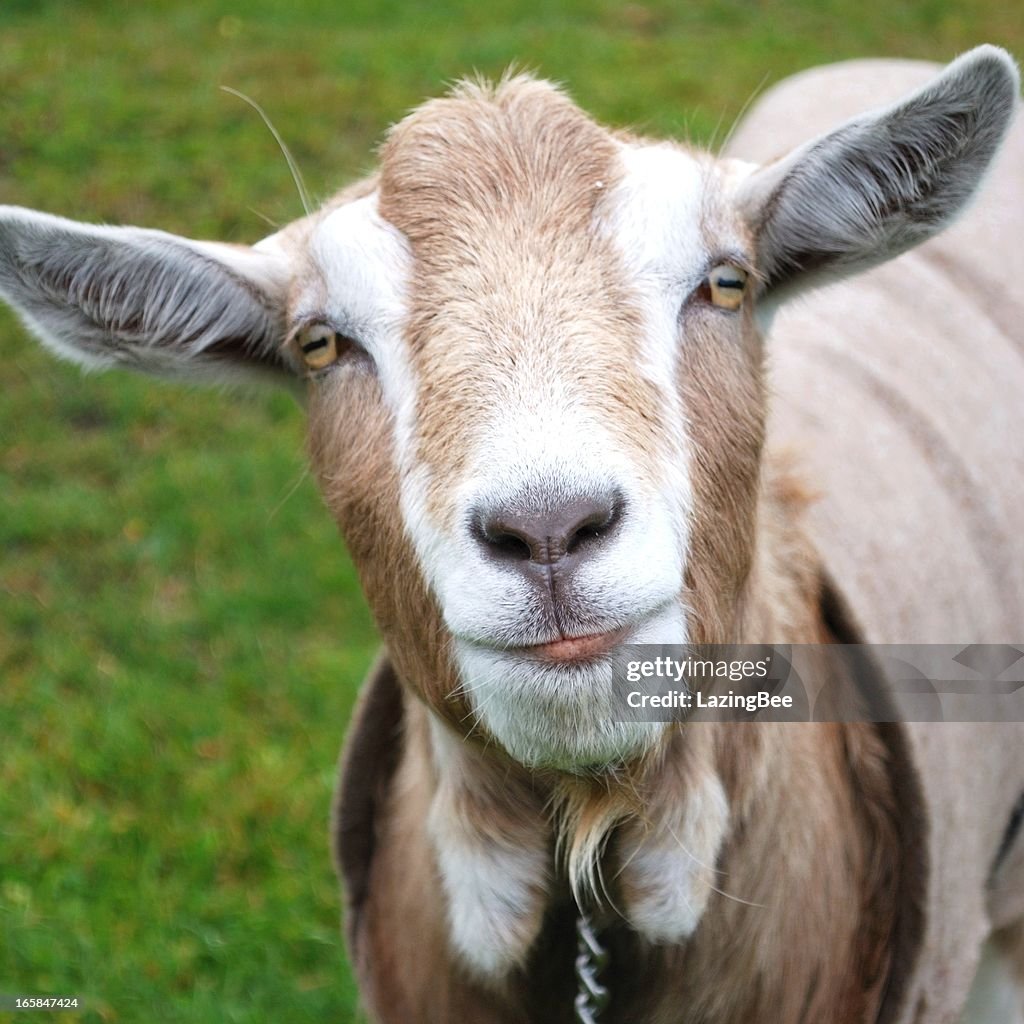 Goat R Photo Goat High-Res Stock Photo - Getty Images
