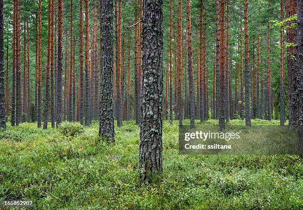 pine forest finland scandinavia - woud stockfoto's en -beelden