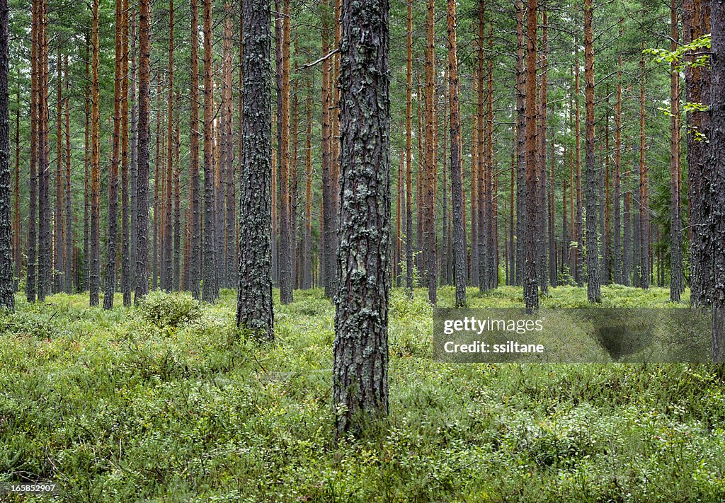 Pine forest Finland Scandinavia