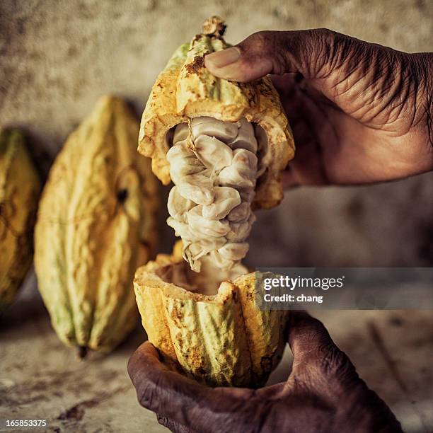 kakaobohnen - cacao beans stock-fotos und bilder