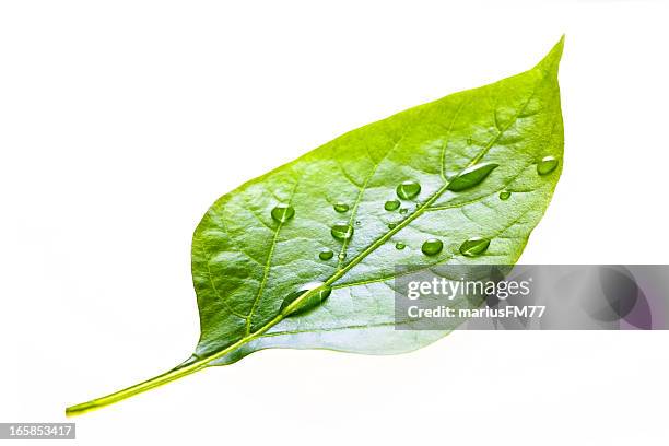 leaf with rain droplets - morning dew stockfoto's en -beelden