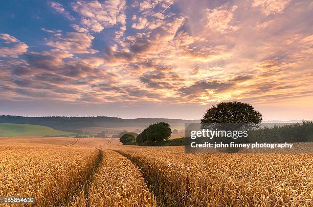 devon sunrise, england - cereal plant stock pictures, royalty-free photos & images