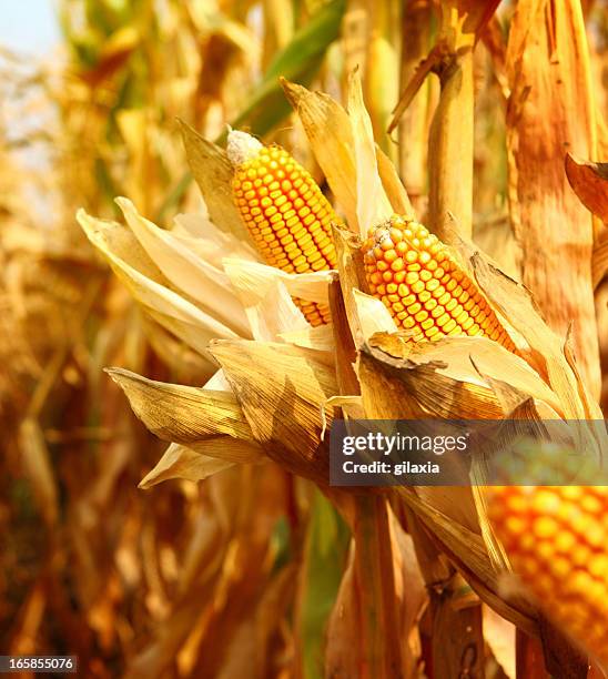 golden ripe corn,closeup - cornfield stockfoto's en -beelden