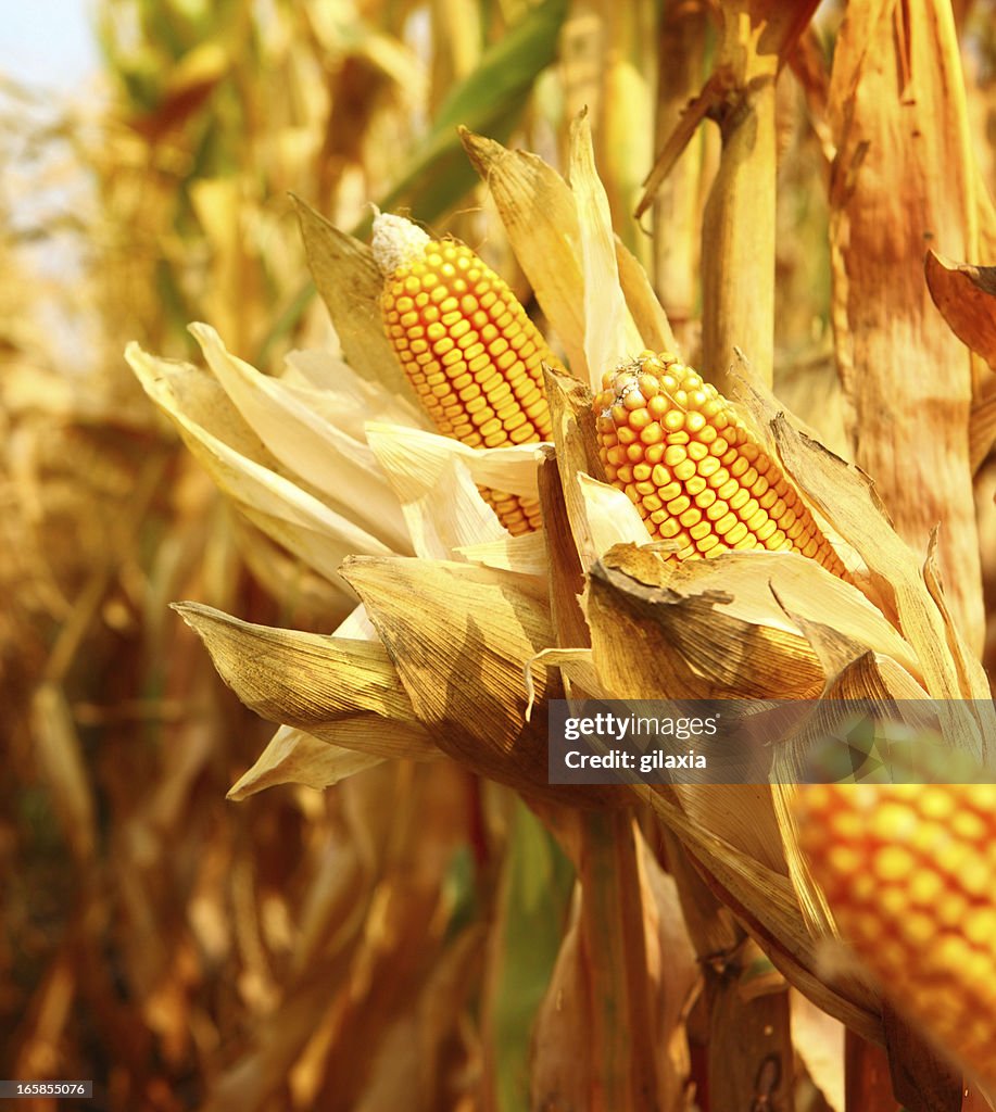 Golden ripe corn,closeup