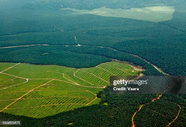 palma de aceite plantaciones - deforestation fotografías e imágenes de stock