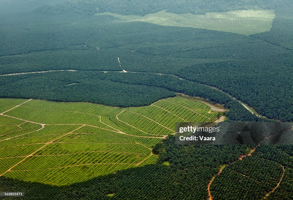 Oil Palm Plantations