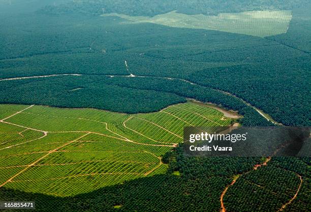 oil palm plantations - deforestation bildbanksfoton och bilder
