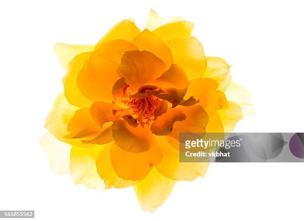 yellow rose - backlit photos et images de collection