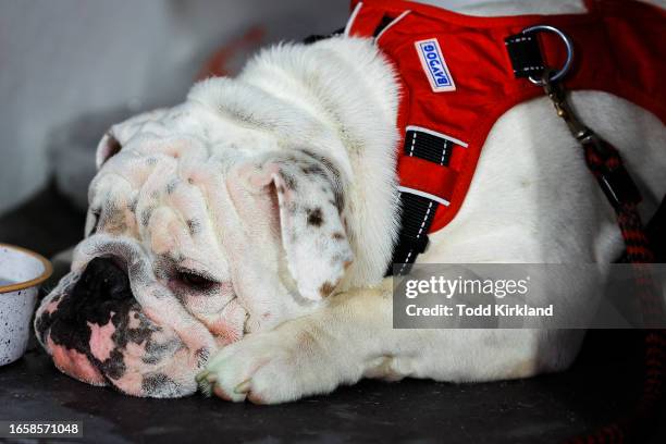 Georgia Bulldogs mascot Boom lies in his doghouse during the second half of the game between the Georgia Bulldogs and Tennessee Martin Skyhawks at...