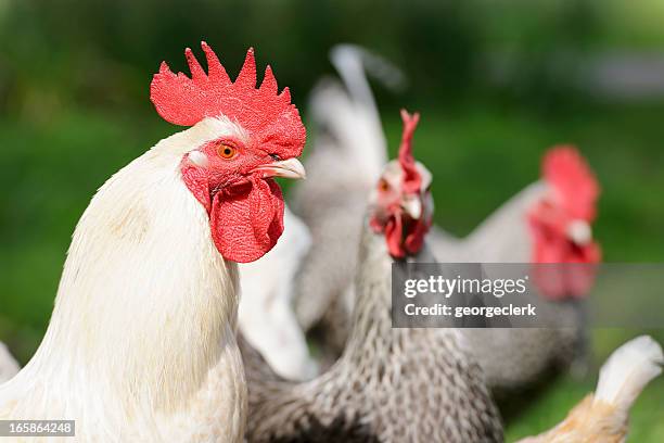 protective cockerel - cockerel stock pictures, royalty-free photos & images