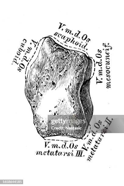 lateral cuneiform bone (foot) - 3 section stock illustrations