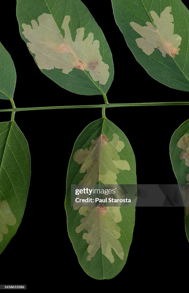 Parectopa robiniella (locust digitate leafminer) - mine