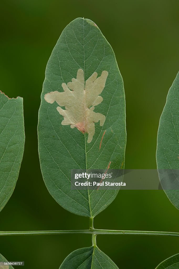 Parectopa robiniella (locust digitate leafminer) - mine