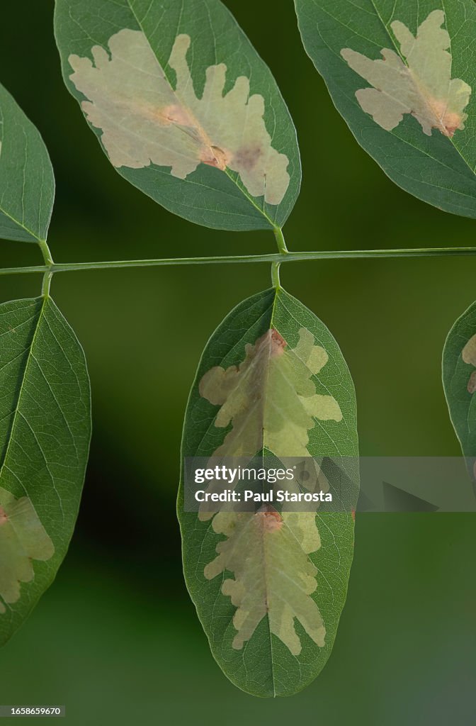 Parectopa robiniella (locust digitate leafminer) - mine