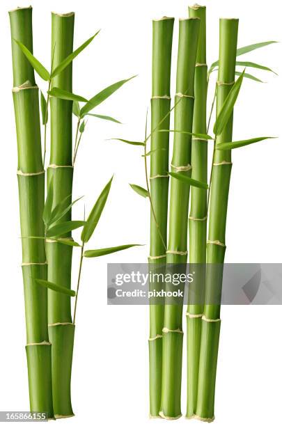 bambus-schönheit - bambusblatt stock-fotos und bilder