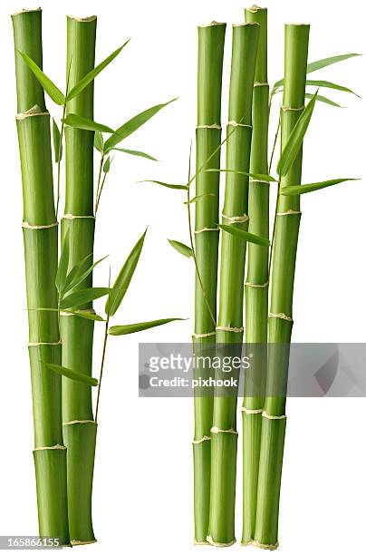 beleza de bambu - bamboo plant imagens e fotografias de stock