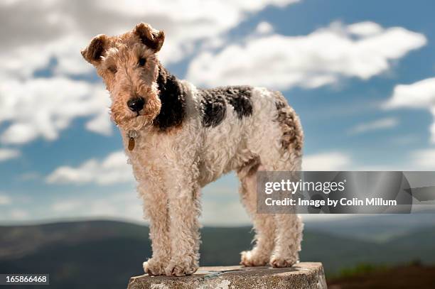 397 Wire Fox Terrier Photos and Premium High Res Pictures - Getty Images