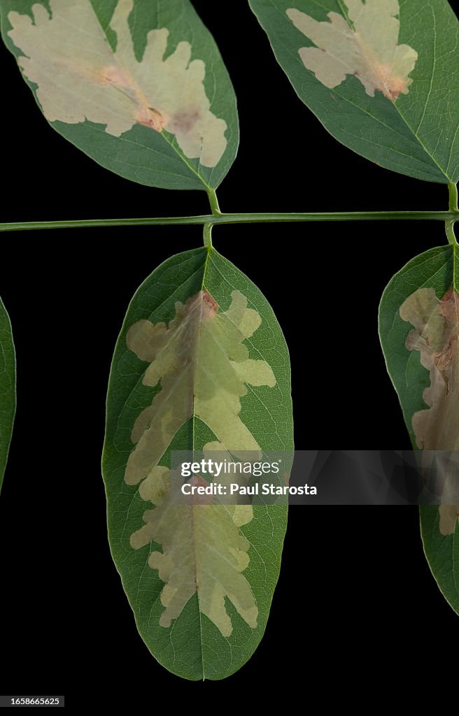 Parectopa robiniella (locust digitate leafminer) - mine