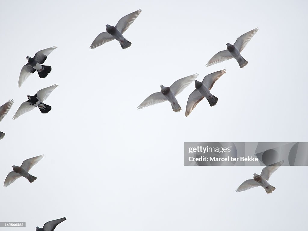 Homing pigeons  in flight