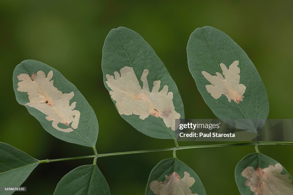Parectopa robiniella (locust digitate leafminer) - mine
