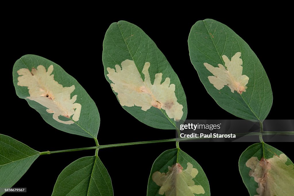 Parectopa robiniella (locust digitate leafminer) - mine