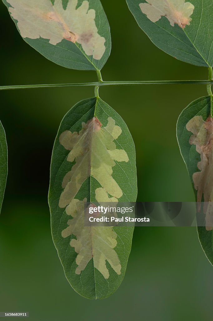 Parectopa robiniella (locust digitate leafminer) - mine