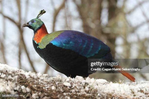 a male himalayan monal pheasant, lophophorus impejanus, is feeding in the snow. - pheasant bird stock pictures, royalty-free photos & images