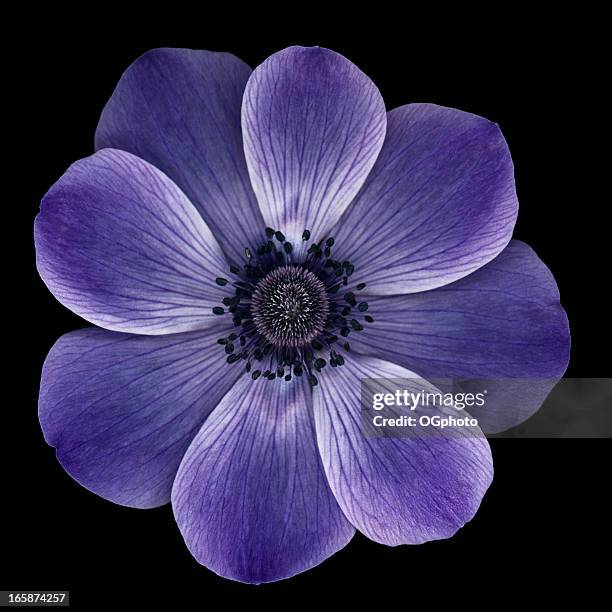 purple anemone mohn, isoliert auf schwarz - anemone stock-fotos und bilder