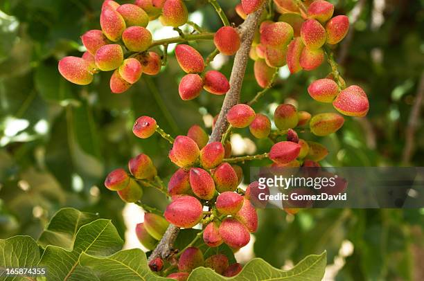 close-up of ripening pistachio on tree - pistachio tree 個照片及圖片檔