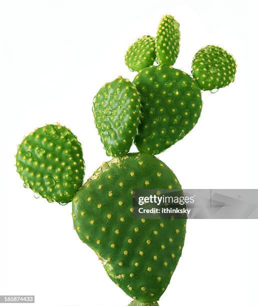 cato - opuntia erinacea imagens e fotografias de stock