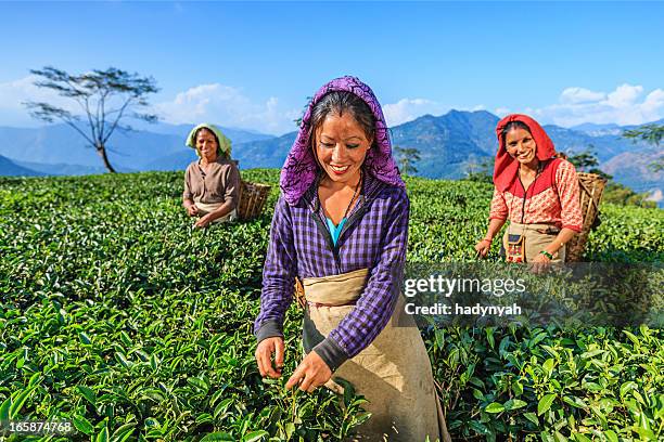 indian pickers plucking tea leaves in darjeeling, india - darjeeling india stock pictures, royalty-free photos & images