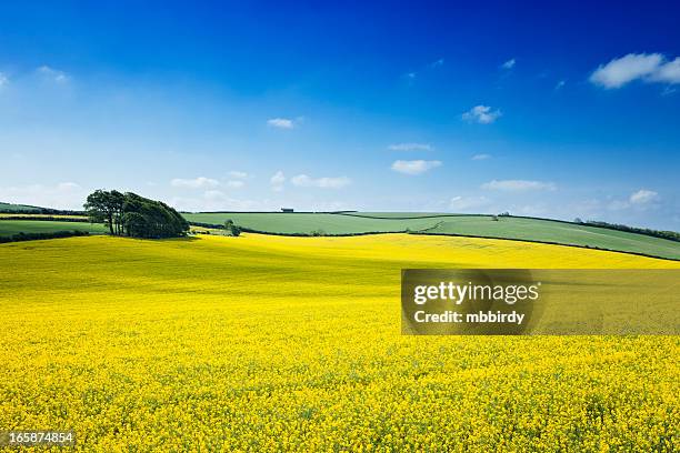 oilseed rape field - rapeseed stock pictures, royalty-free photos & images