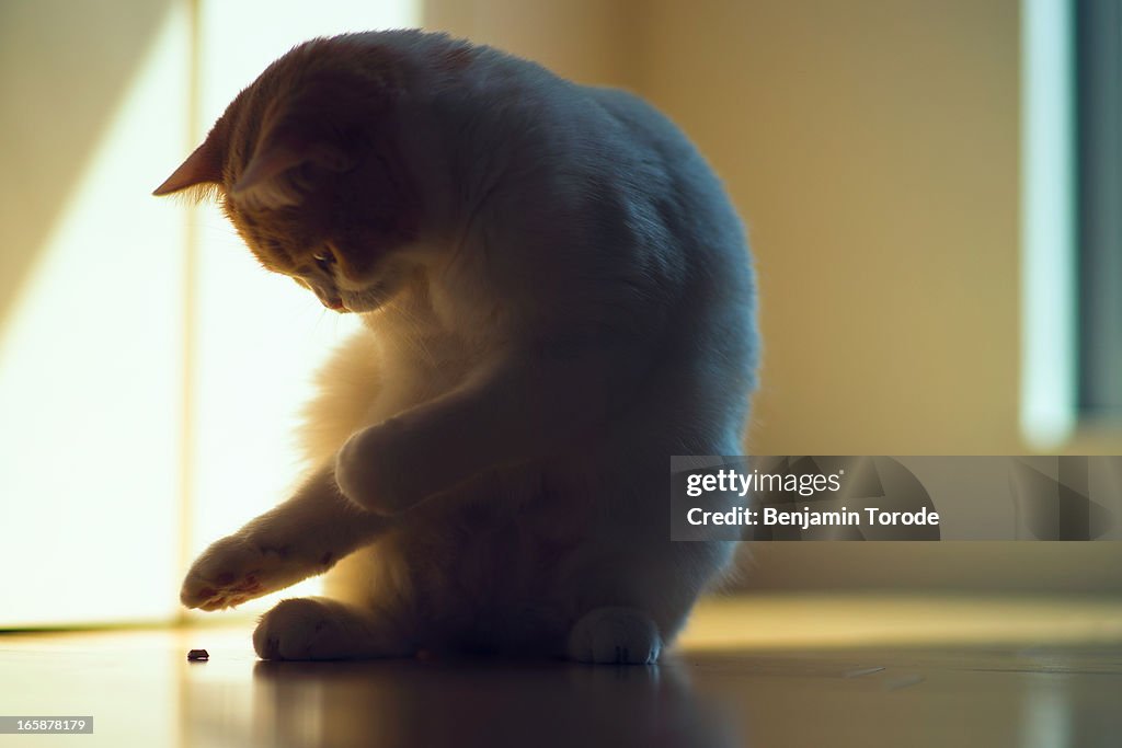 Cat playing with particle on floor