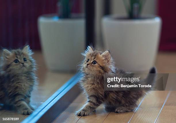 kitten looking at self in mirror - kitten mirror stock pictures, royalty-free photos & images