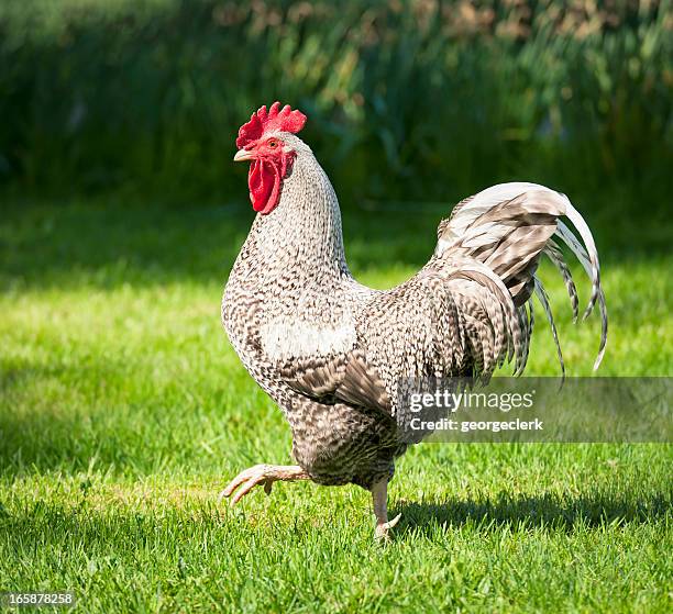 cockerel striding forward - rooster stock pictures, royalty-free photos & images