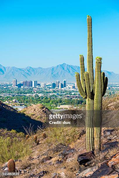 phoenix skyline framed by saguaro cactus and mountainous desert - phoenix arizona stock pictures, royalty-free photos & images