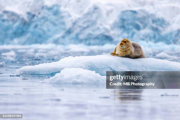bearded seal on iceberg - svalbard islands stock pictures, royalty-free photos & images