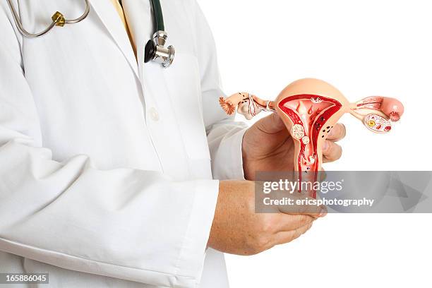 doctor holding uterus model - genitalien stockfoto's en -beelden