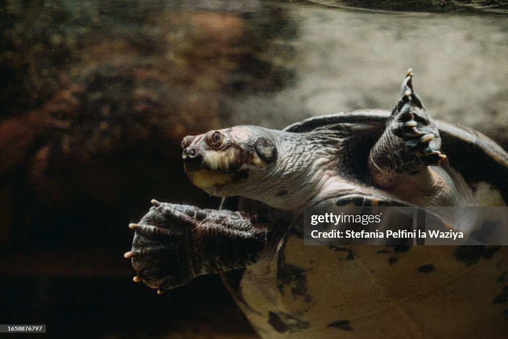 Giant South American River Turtle