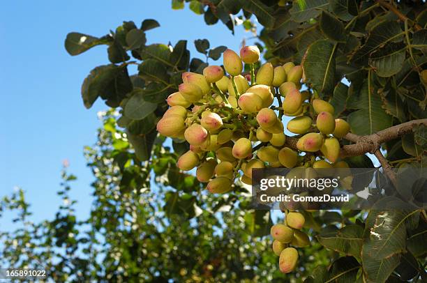 close-up of ripening pistachio on tree - pistachio stock pictures, royalty-free photos & images