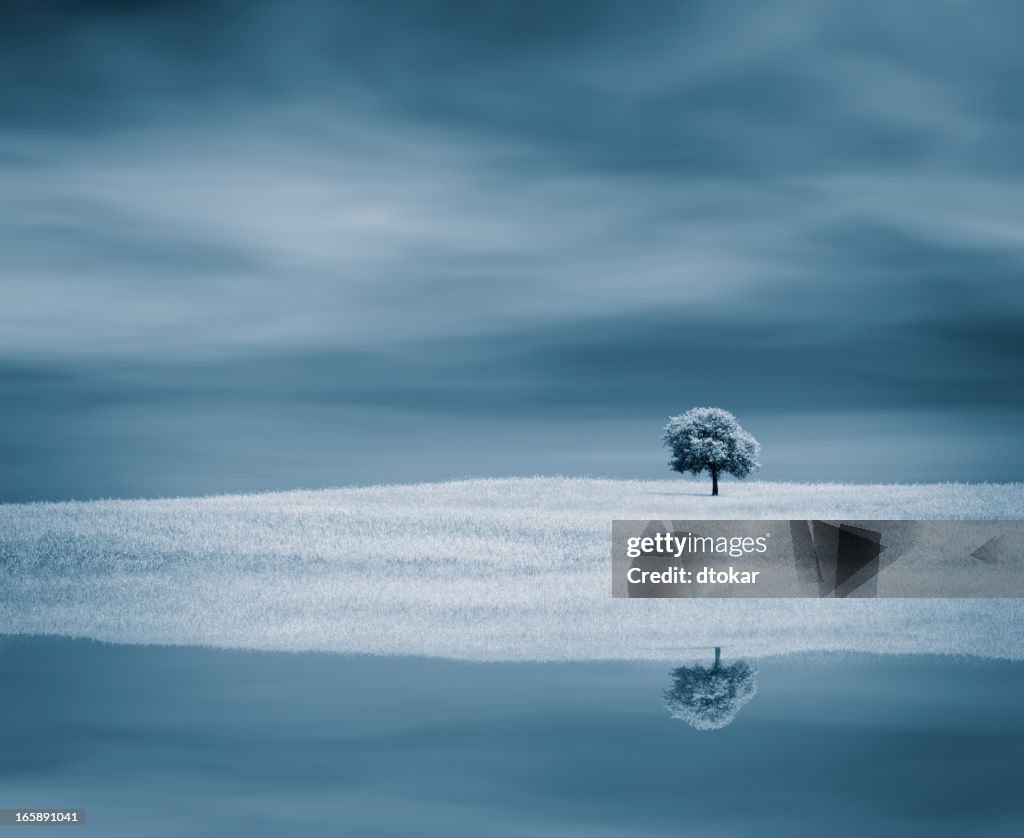 Tree near water