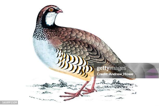 Partrige Minecraft 10,811 A Partridge Stock Photos, High-Res Pictures, and Images - Getty ...
