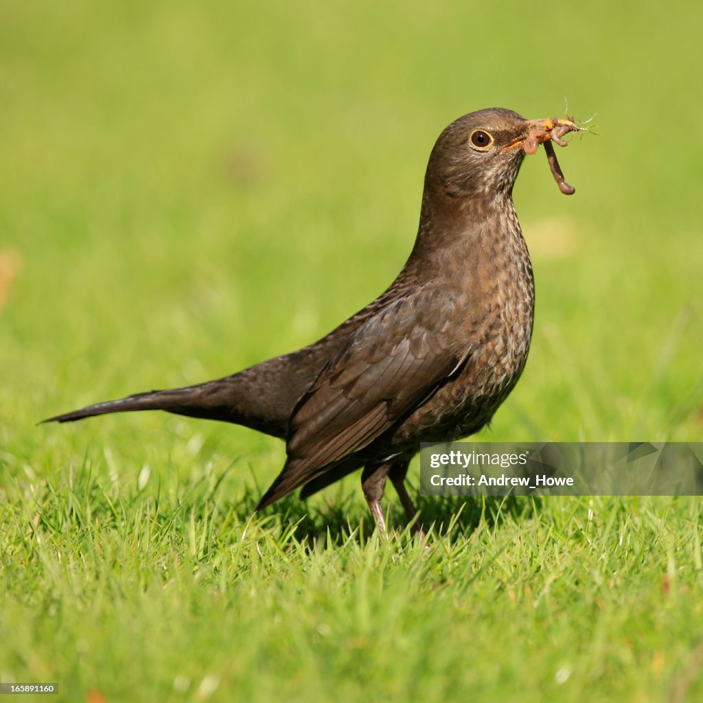 Mirlo (Turdus merula)