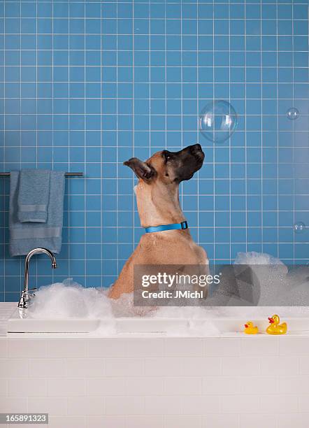 great dane getting a bath with blue tile in background. - bathtub bildbanksfoton och bilder