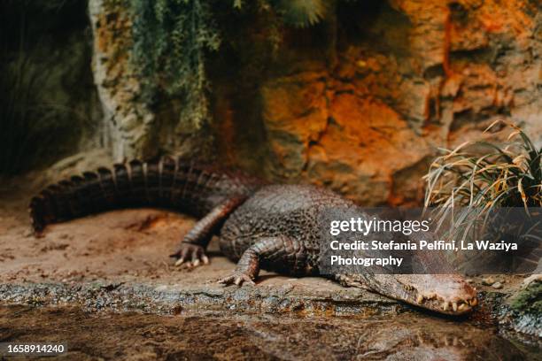 chinese alligator in captivity - alligator sinensis stock pictures, royalty-free photos & images