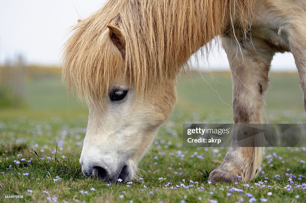 White Shetland Pony Grazing